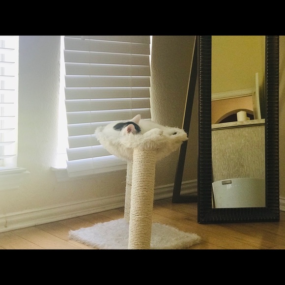 Meet your Posher, Xiaobo - Picture 1 of 1